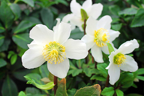 Christrose