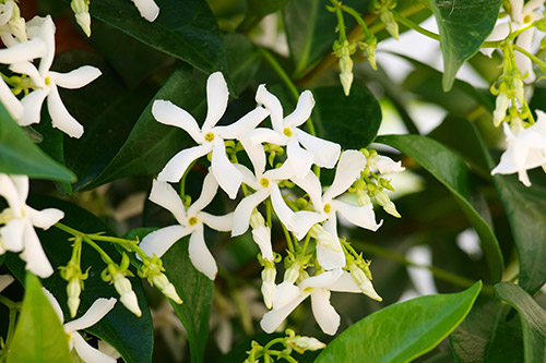 Jasmin