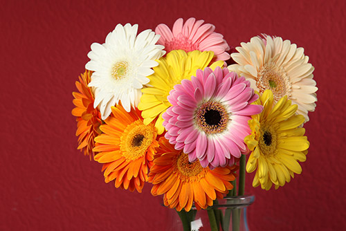 Gerbera