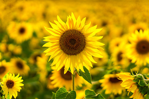 Sonnenblume