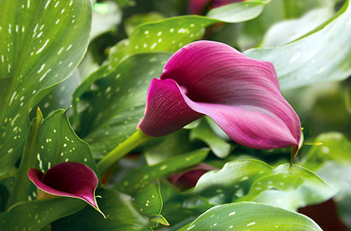 Calla