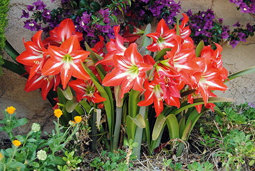 Amaryllis