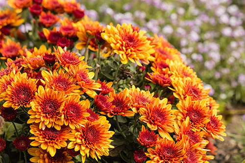 Chrysantheme