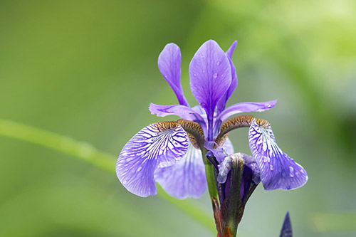 Iris